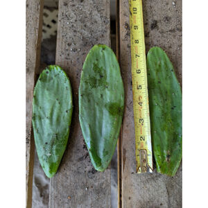 3 Pads Live PRICKLY PEAR Opuntia Pad Cuttings Cutting Cactus Plants Plant Cacti